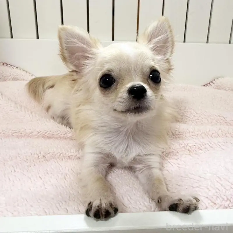 販売中の埼玉県のチワワ(ロングコート)-425583の5枚目