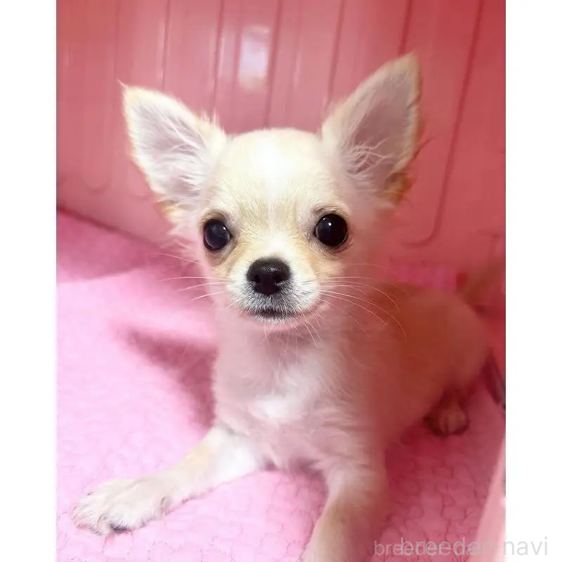 販売中の埼玉県のチワワ(ロングコート)-425583の4枚目