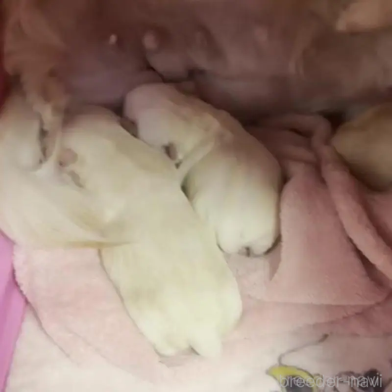 販売中の埼玉県のチワワ(ロングコート)-425583の3枚目