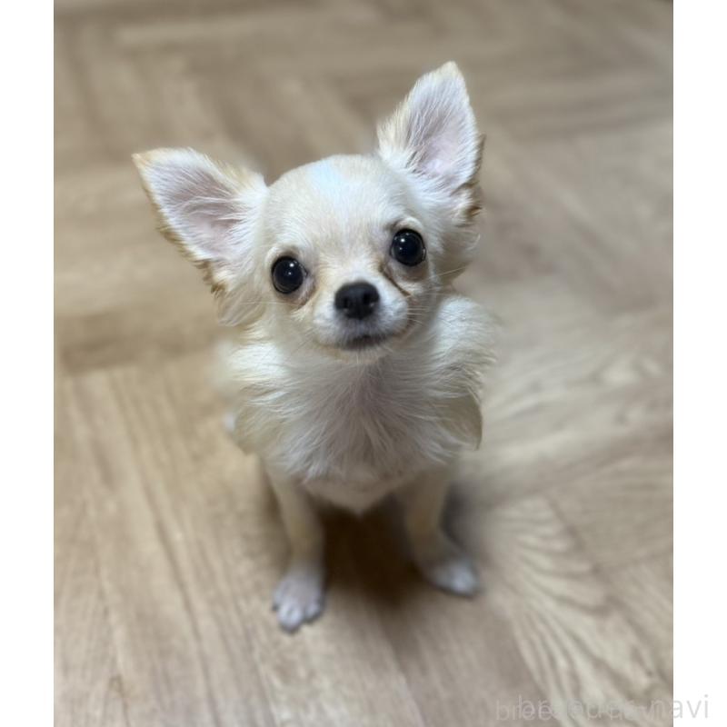 販売中の埼玉県のチワワ(ロングコート)-425583の2枚目