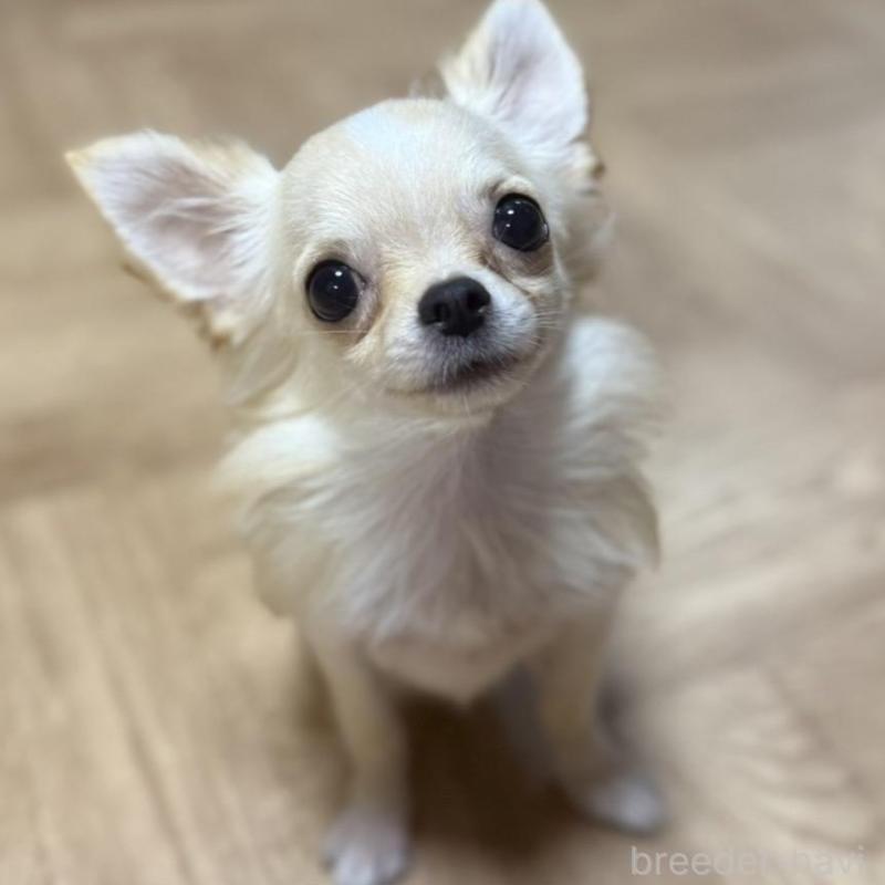 販売中の埼玉県のチワワ(ロングコート)-425583の1枚目