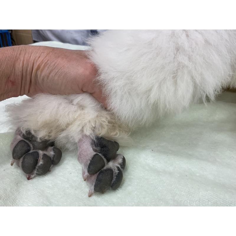 成約済の三重県のスタンダードプードル-411447の2枚目