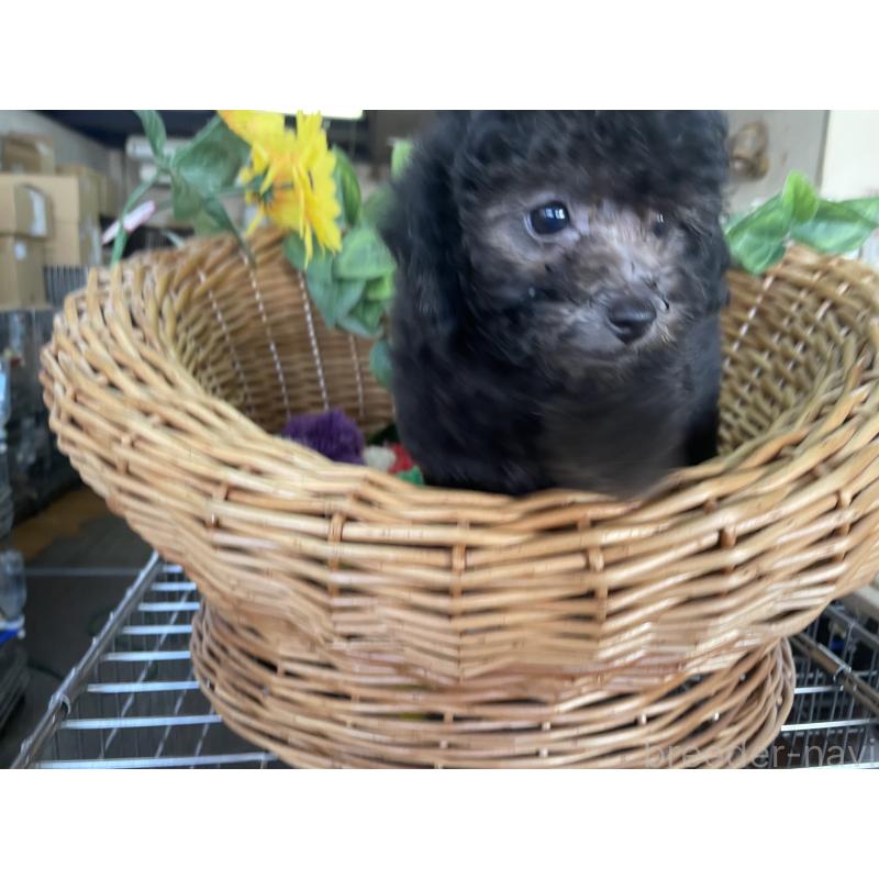 販売中の愛媛県のタイニープードル-425588の6枚目