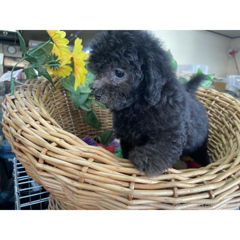 販売中の愛媛県のタイニープードル-425588の5枚目