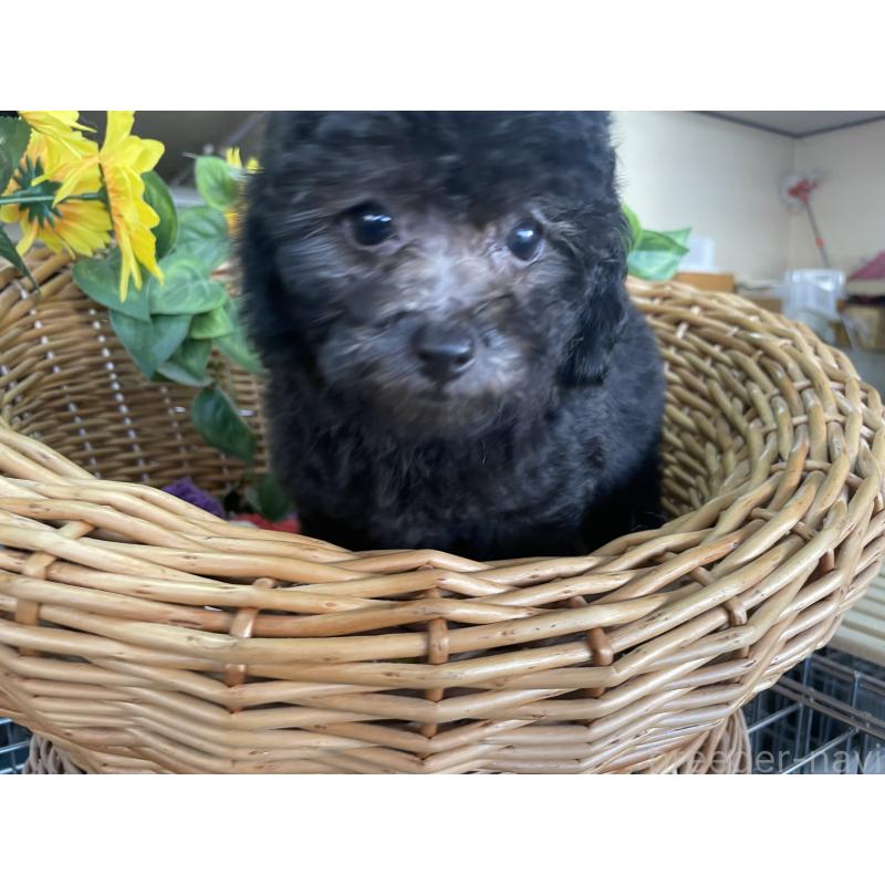 販売中の愛媛県のタイニープードル-425588の4枚目