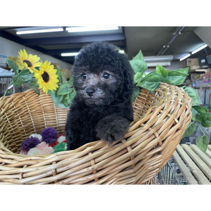 販売中の愛媛県のタイニープードル-425588の3枚目