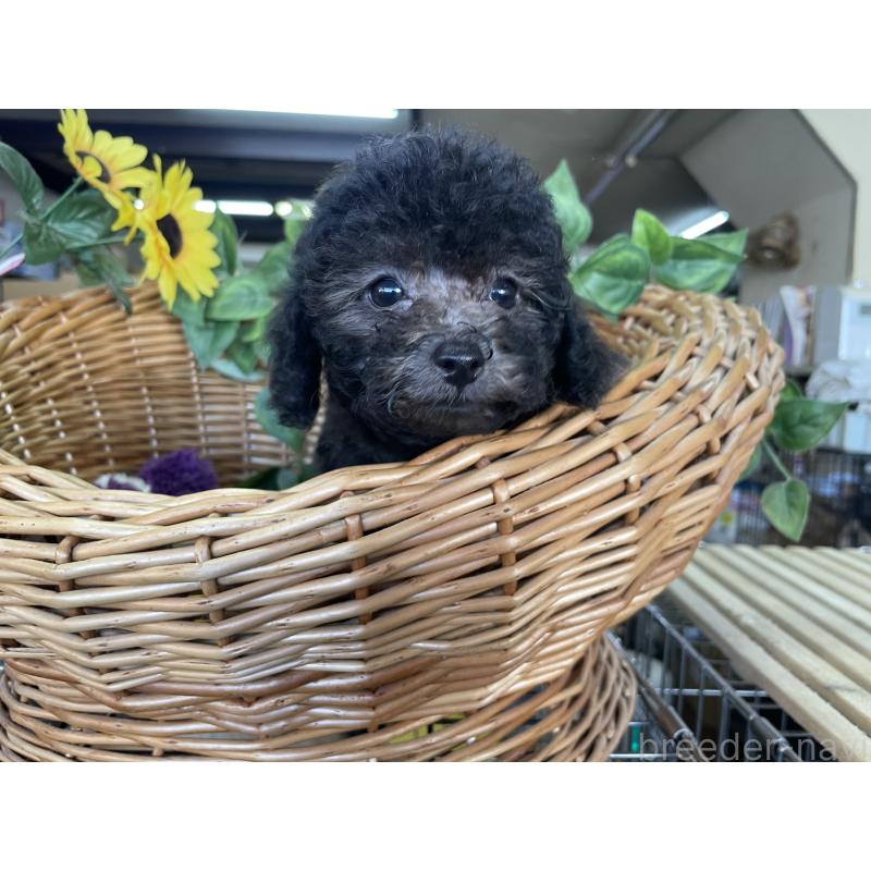 販売中の愛媛県のタイニープードル-425588の2枚目