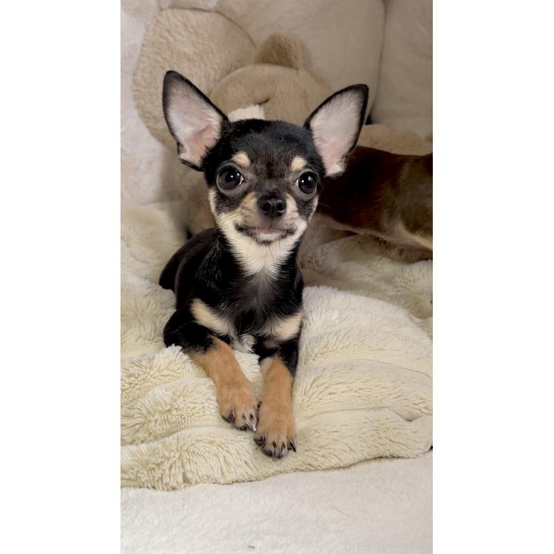 販売中の東京都のチワワ(スムースコート)-407970の5枚目