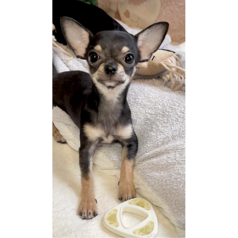 販売中の東京都のチワワ(スムースコート)-407970の3枚目