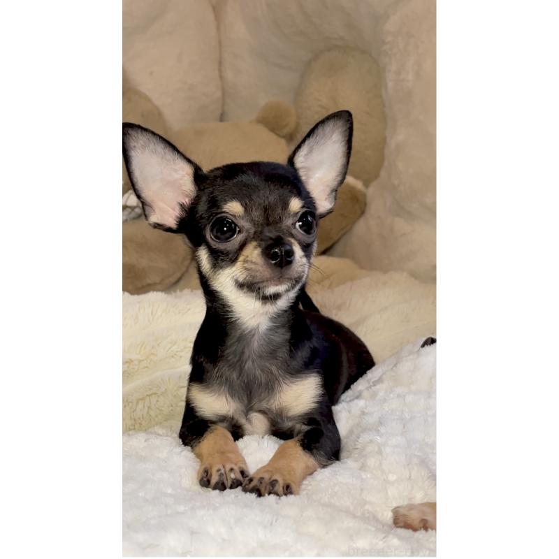 販売中の東京都のチワワ(スムースコート)-407970の2枚目