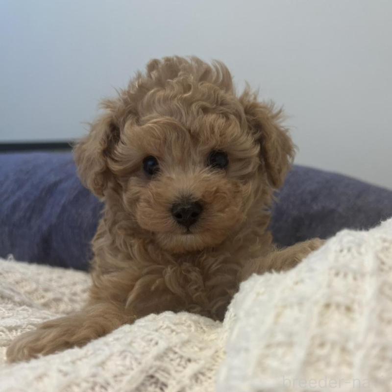 販売中の広島県のティーカッププードル-425585