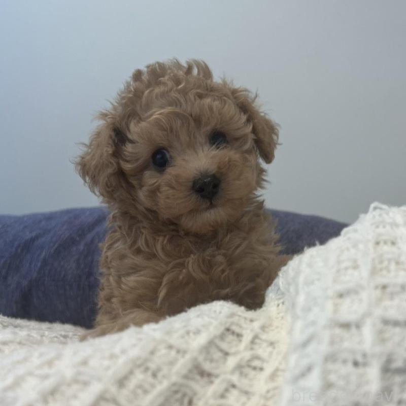 販売中の広島県のティーカッププードル-425585の2枚目