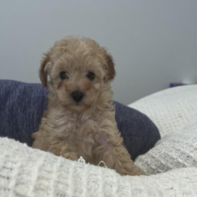 販売中の広島県のティーカッププードル-425586の2枚目