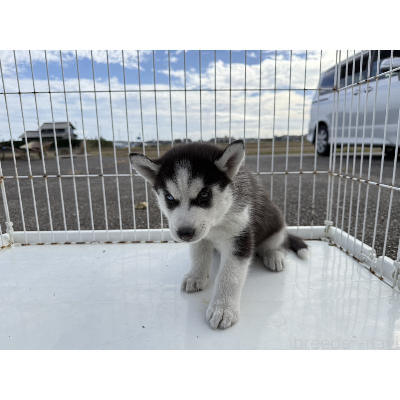 販売中の岐阜県のシベリアンハスキー-425589の3枚目