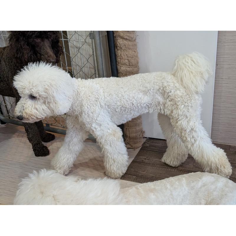 販売中の岡山県のミディアムプードル-425590の4枚目