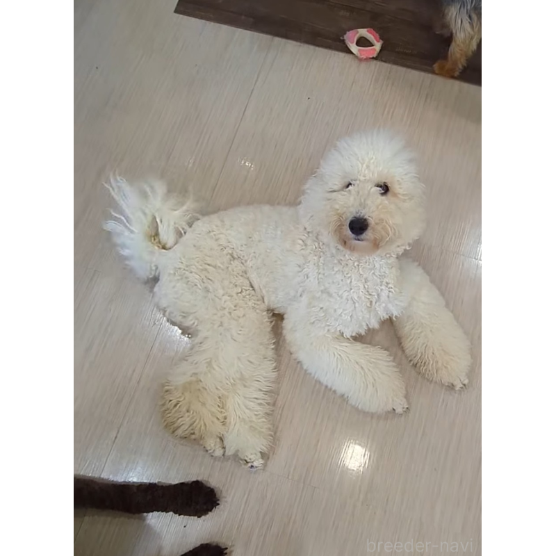 販売中の岡山県のミディアムプードル-425590の3枚目