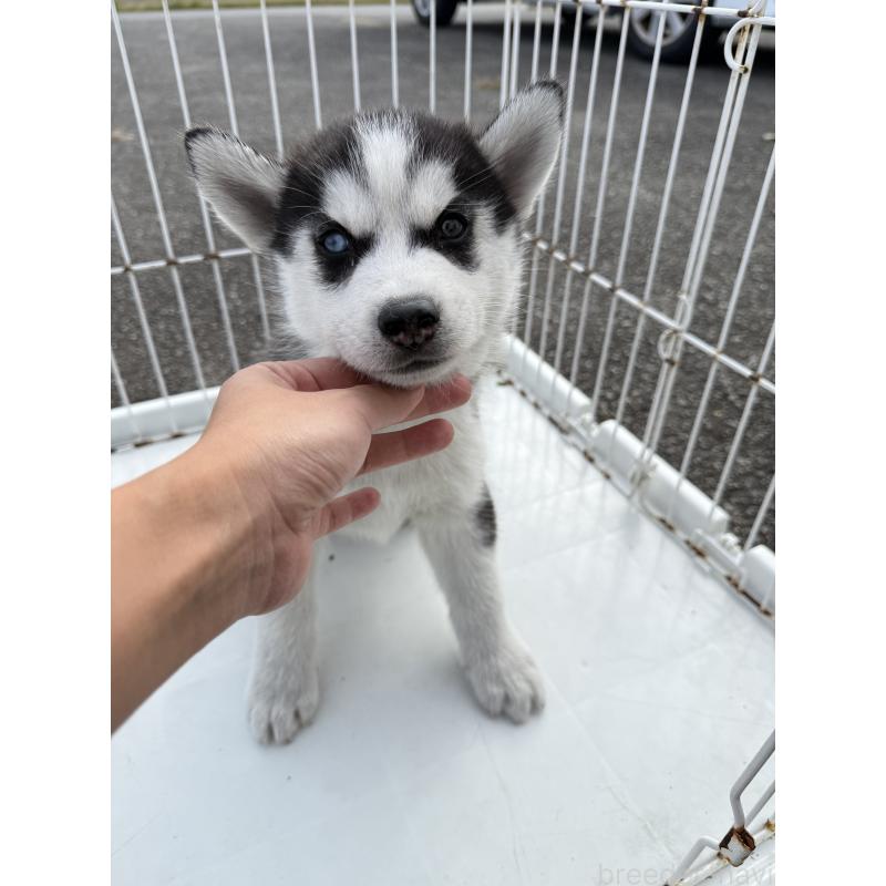 販売中の岐阜県のシベリアンハスキー-425589の2枚目