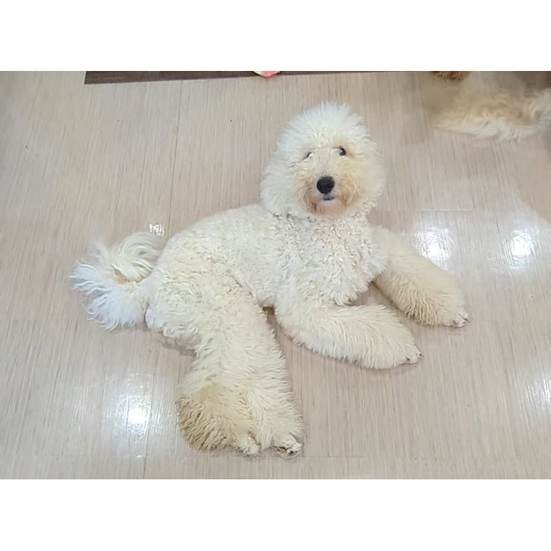 販売中の岡山県のミディアムプードル-425590の2枚目