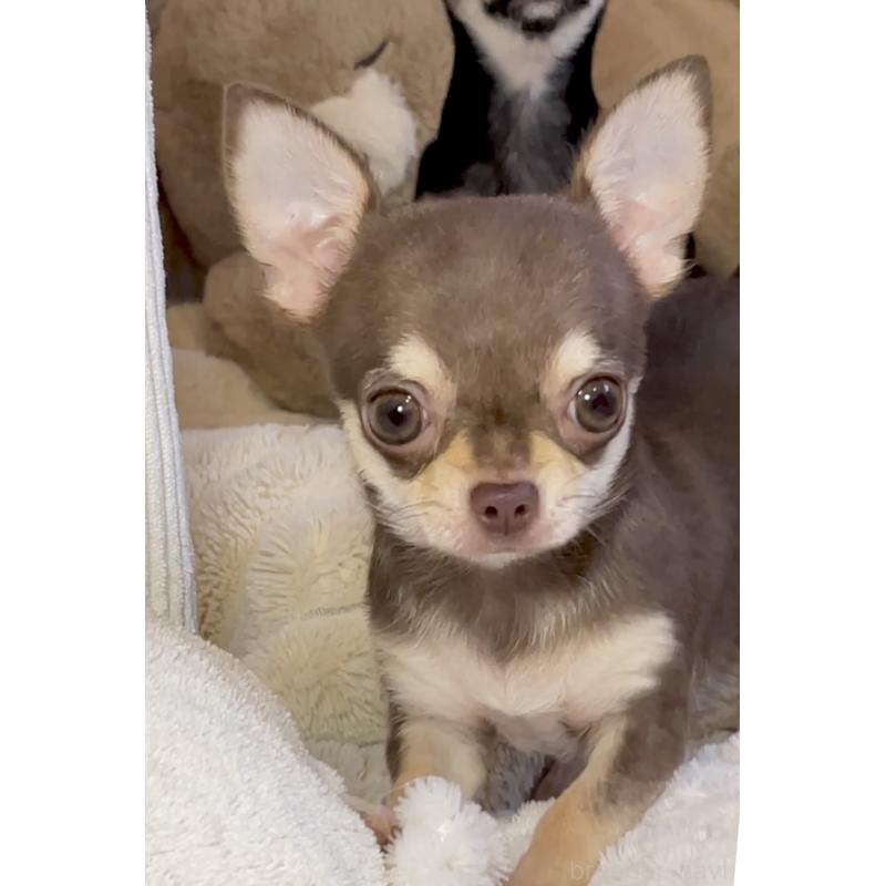 販売中の東京都のチワワ(スムースコート)-425592の9枚目