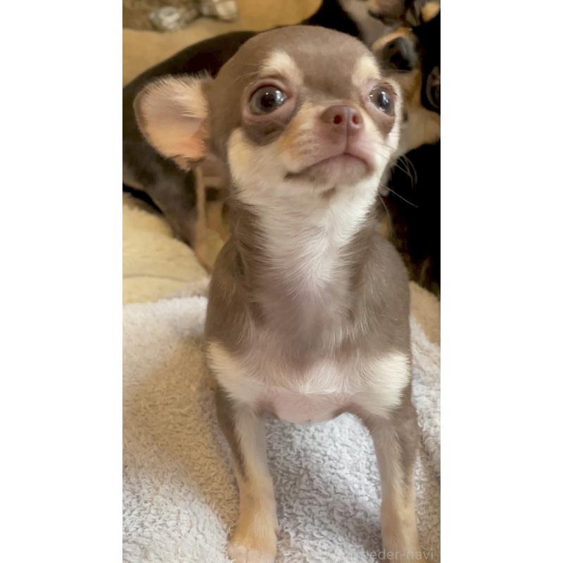 販売中の東京都のチワワ(スムースコート)-425592の8枚目