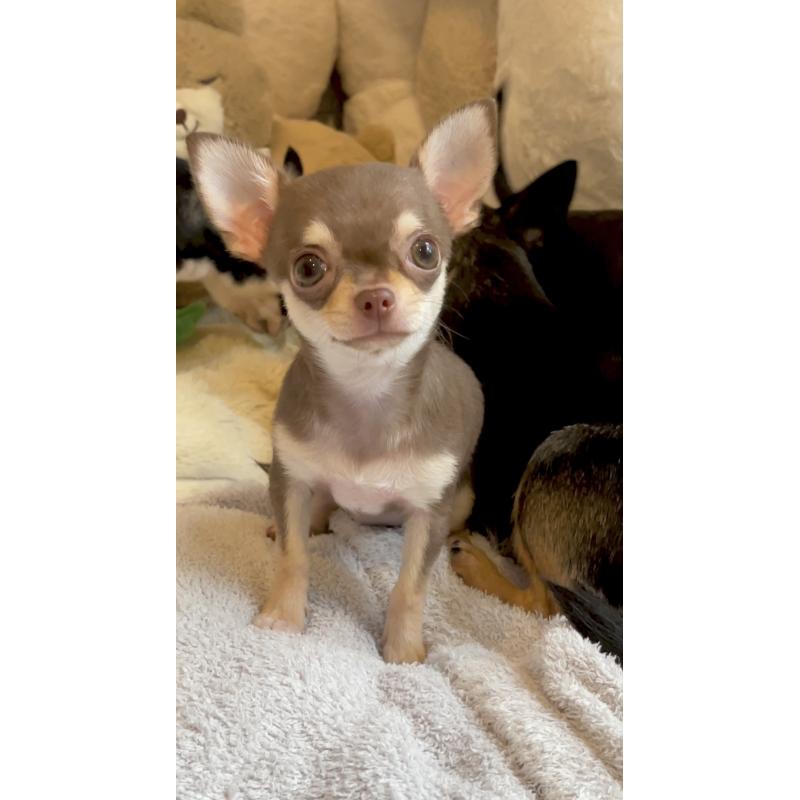 販売中の東京都のチワワ(スムースコート)-425592の7枚目