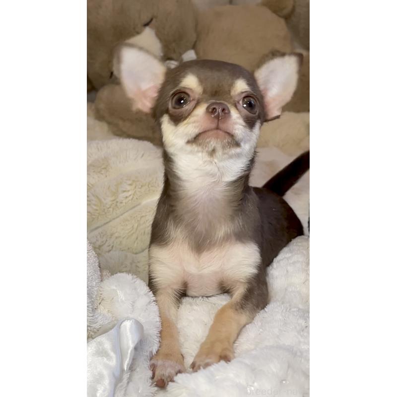 販売中の東京都のチワワ(スムースコート)-425592の6枚目