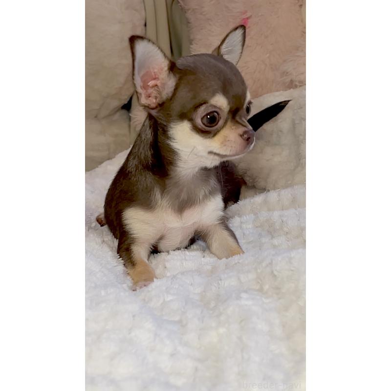 販売中の東京都のチワワ(スムースコート)-425592の5枚目