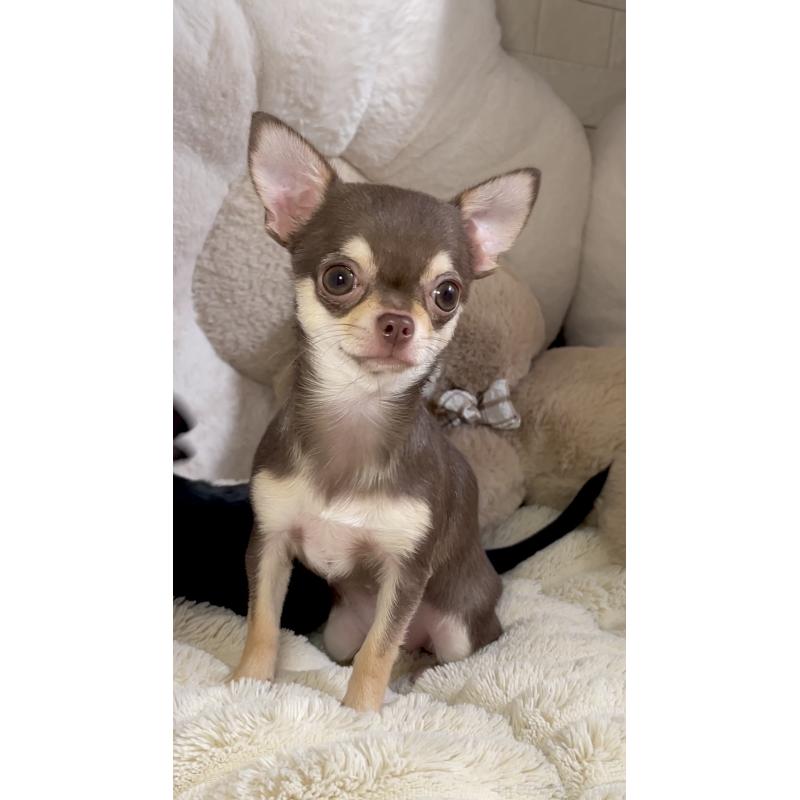 販売中の東京都のチワワ(スムースコート)-425592の3枚目