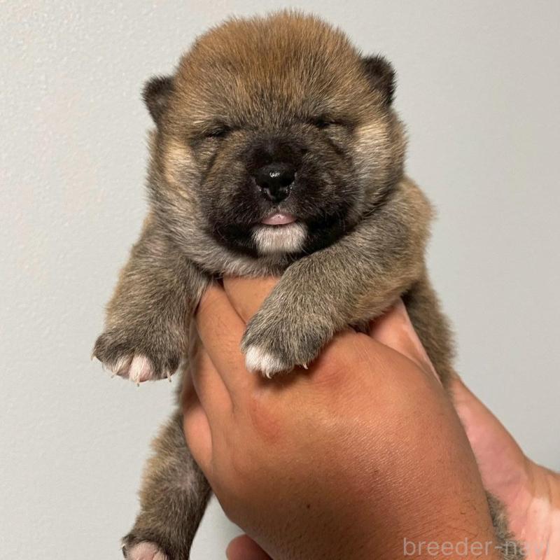 販売中の山梨県の柴犬-425591の1枚目