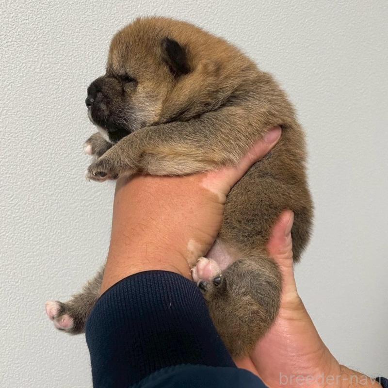 販売中の山梨県の柴犬-425591の5枚目