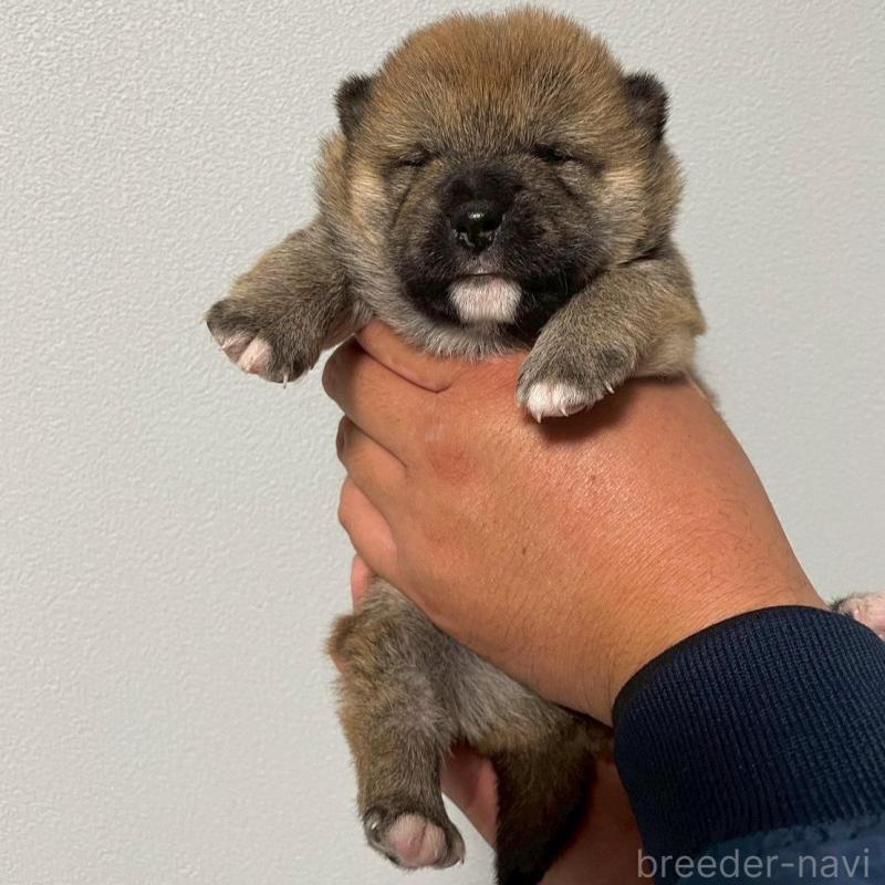 販売中の山梨県の柴犬-425591の3枚目