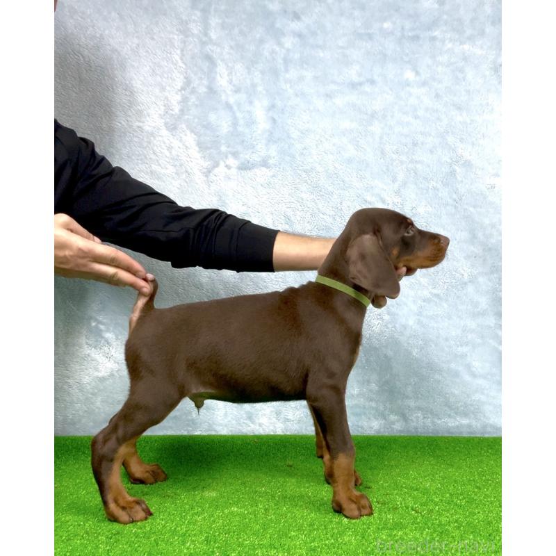 成約済の愛知県のドーベルマン-423227の2枚目