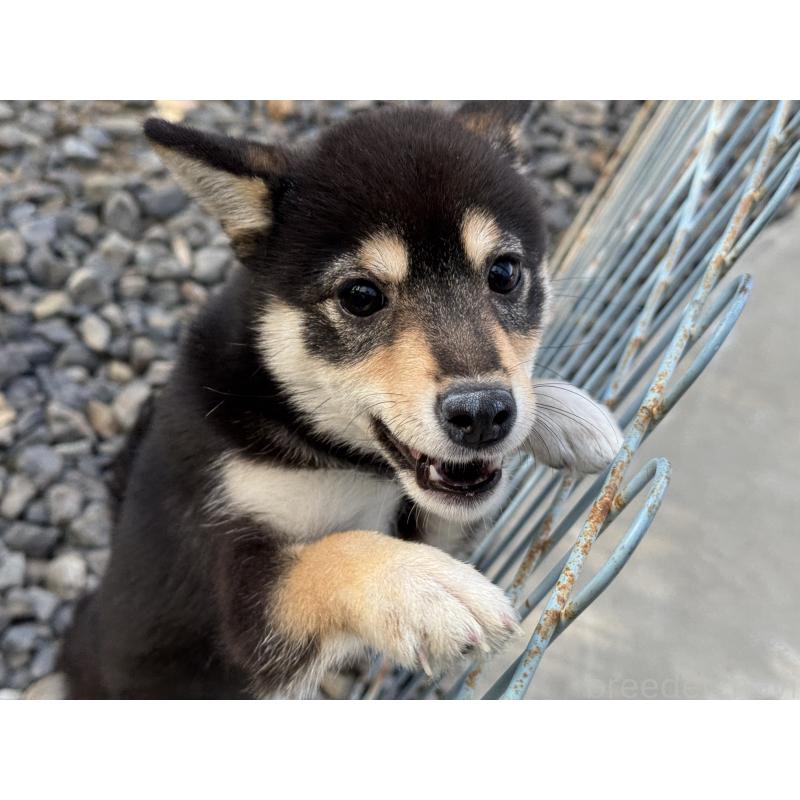 販売中の岡山県の豆柴-406448の2枚目