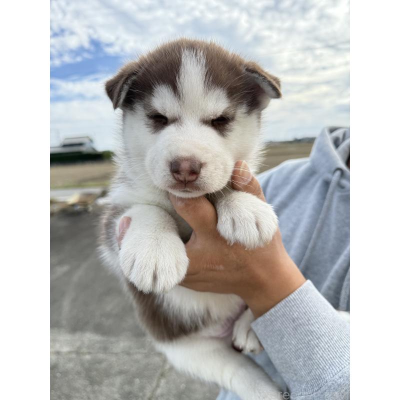 販売中の岐阜県のシベリアンハスキー-425593の3枚目