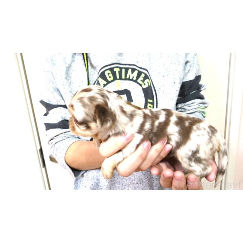 販売中の愛媛県のチワワ(ロングコート)-425597の3枚目