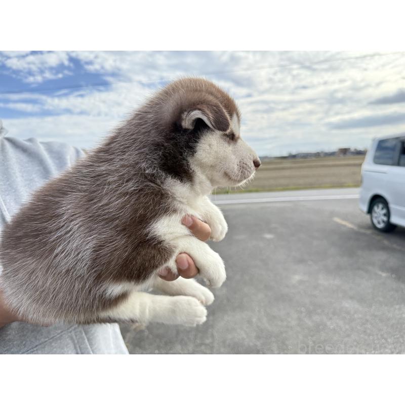 販売中の岐阜県のシベリアンハスキー-425593の2枚目
