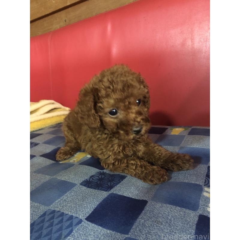 販売中の兵庫県のトイプードル-425599の10枚目