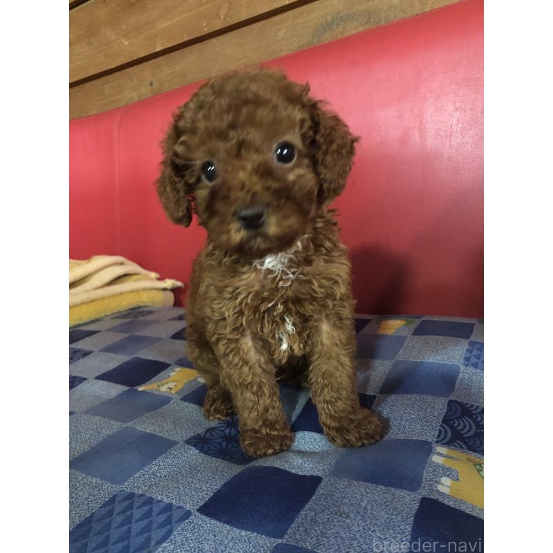 販売中の兵庫県のトイプードル-425599の9枚目