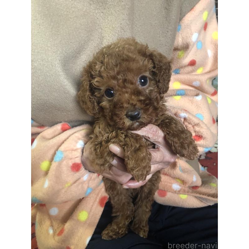 販売中の兵庫県のトイプードル-425599