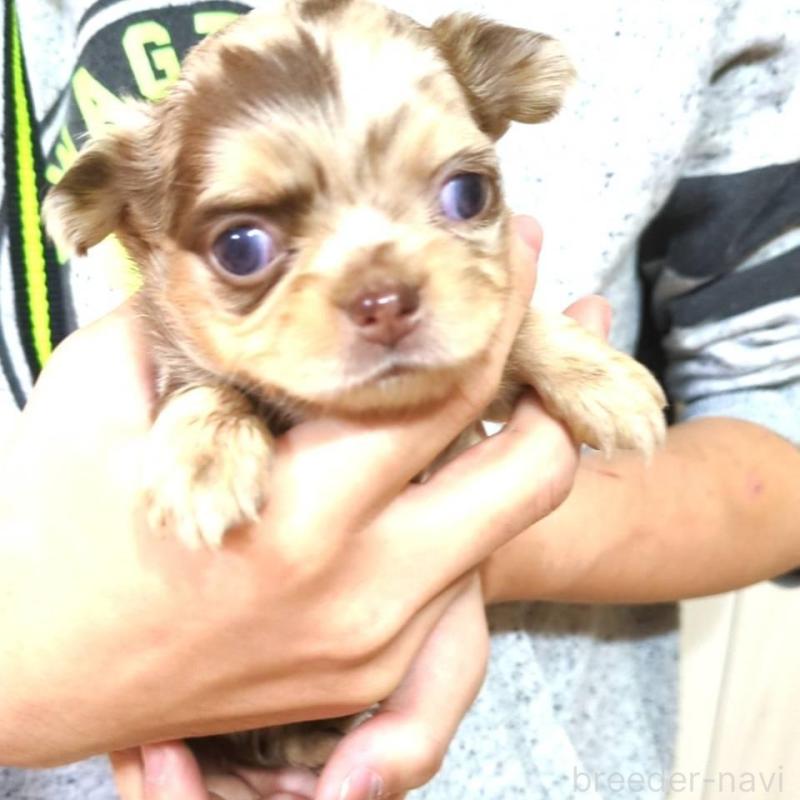 販売中の愛媛県のチワワ(ロングコート)-425597の1枚目