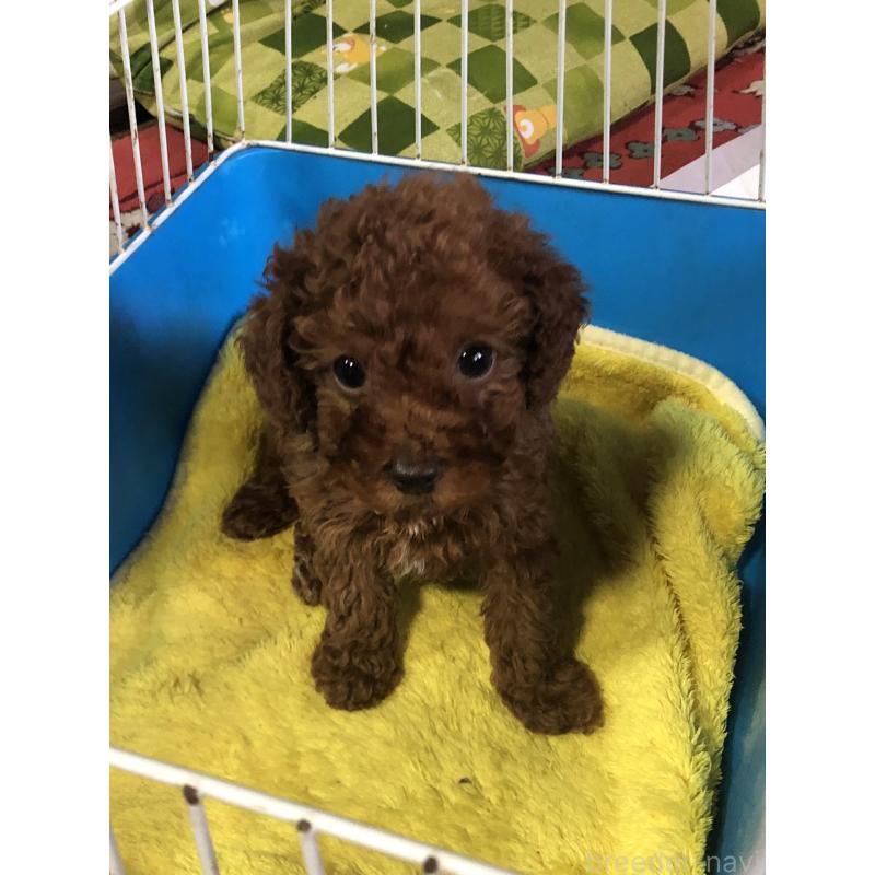 販売中の兵庫県のトイプードル-425599の7枚目