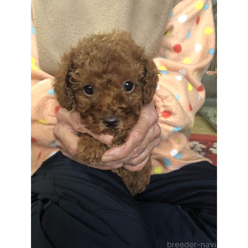 販売中の兵庫県のトイプードル-425599の6枚目