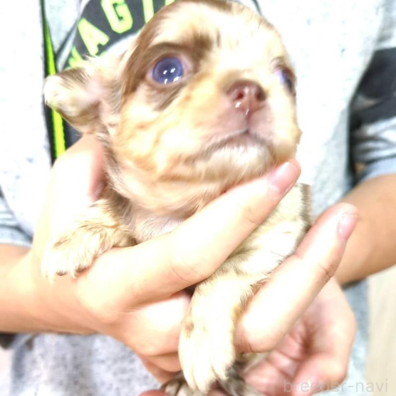 販売中の愛媛県のチワワ(ロングコート)-425597の2枚目