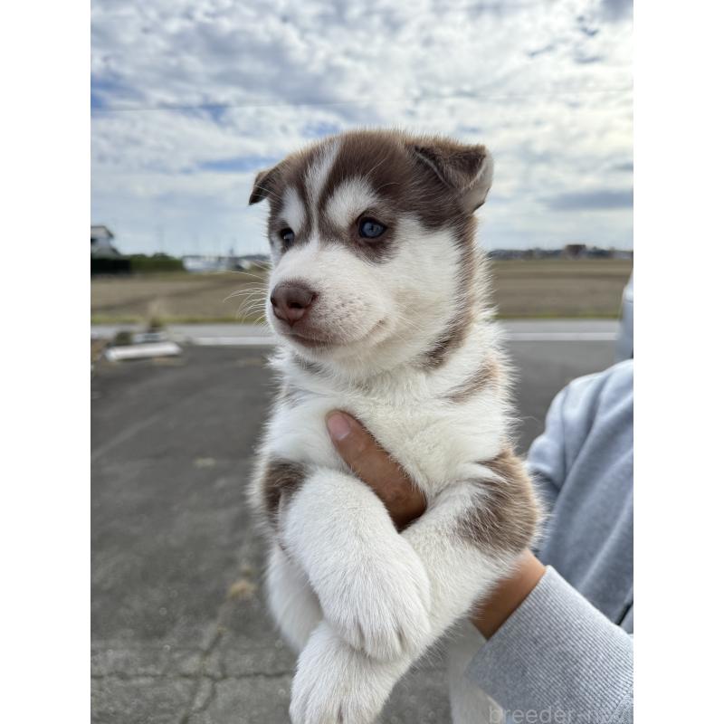 販売中の岐阜県のシベリアンハスキー-425598の3枚目