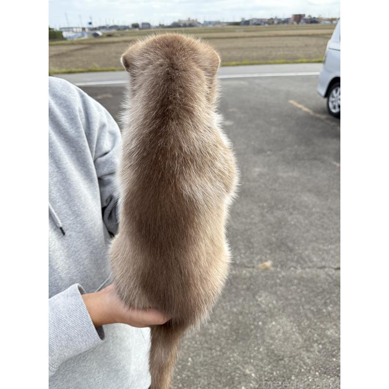 販売中の岐阜県のシベリアンハスキー-425598の2枚目