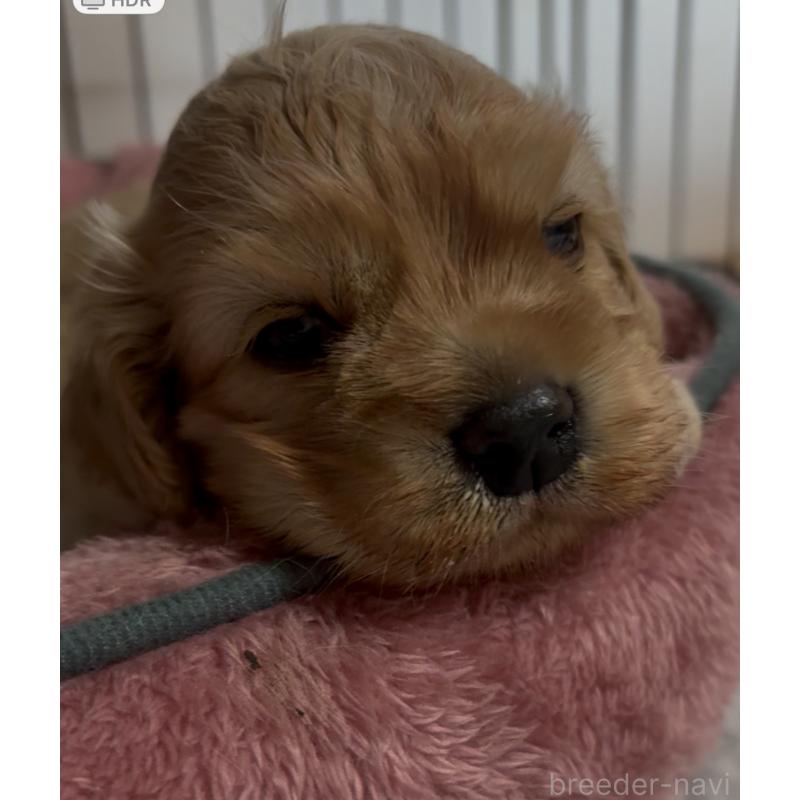 販売中の愛知県のアメリカンコッカースパニエル-425602