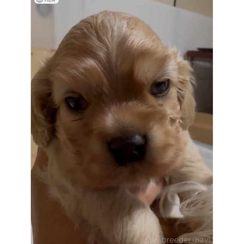 販売中の愛知県のアメリカンコッカースパニエル-425602の4枚目