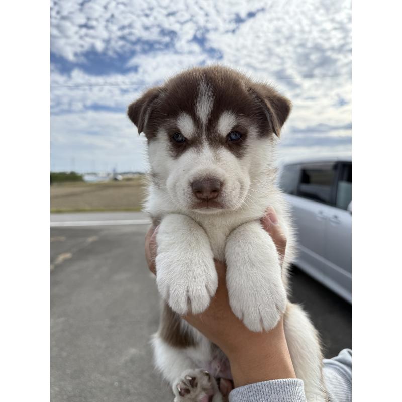 販売中の岐阜県のシベリアンハスキー-425603の3枚目