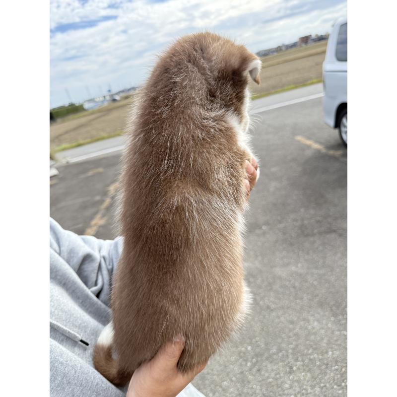 販売中の岐阜県のシベリアンハスキー-425603の2枚目