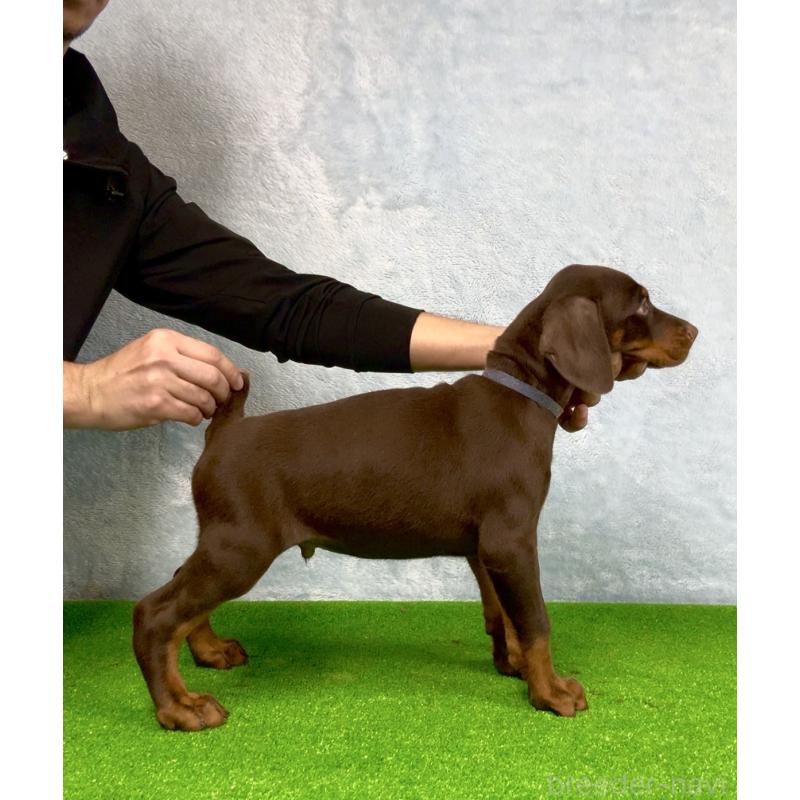 販売中の愛知県のドーベルマン-425604の5枚目